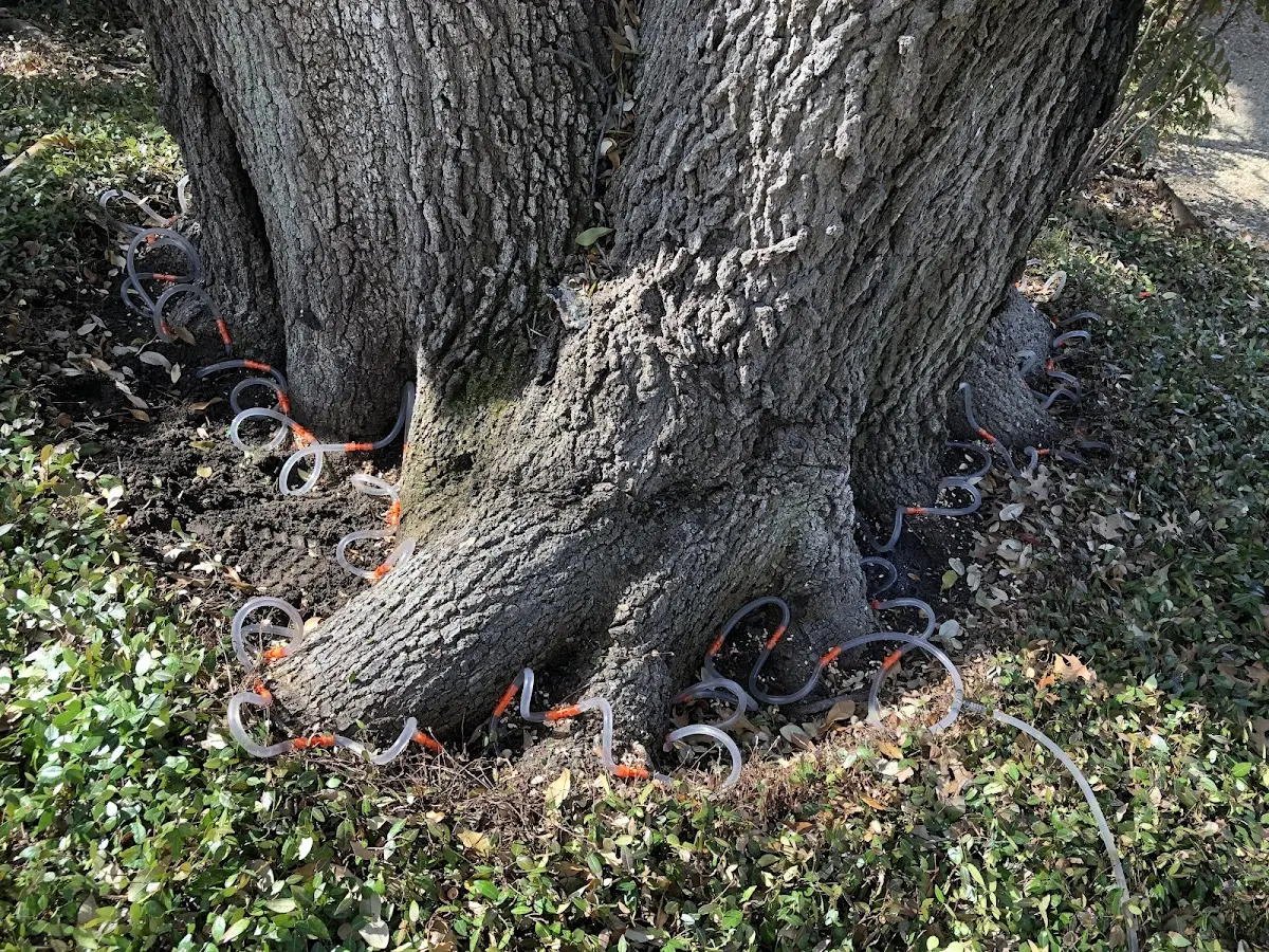 Detailed Tree Cabling and Bracing job site in Ravendale